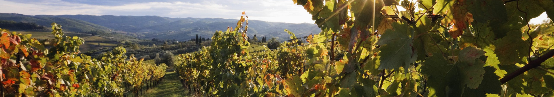 ボジョレー(Beaujolais)地方のワイン、ボジョレー(Beaujolais)ワイン