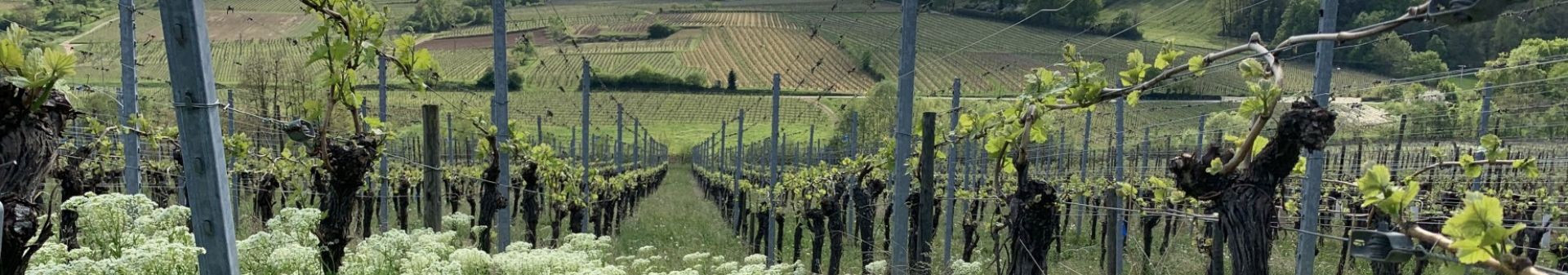 Domaine Marcel Deiss