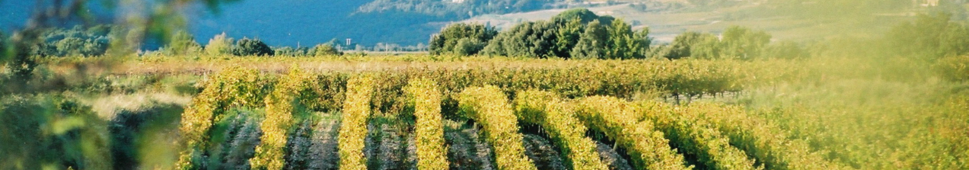 Appellation Terrasses du Larzac