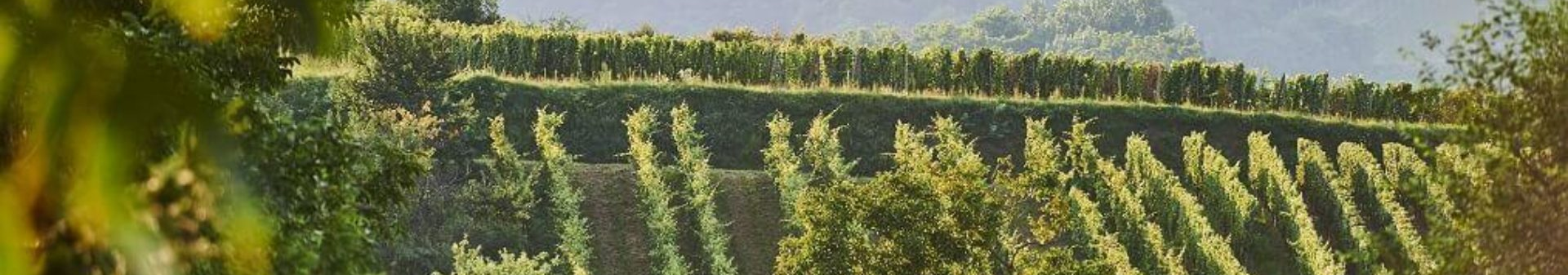 Domaine Marc Kreydenweiss