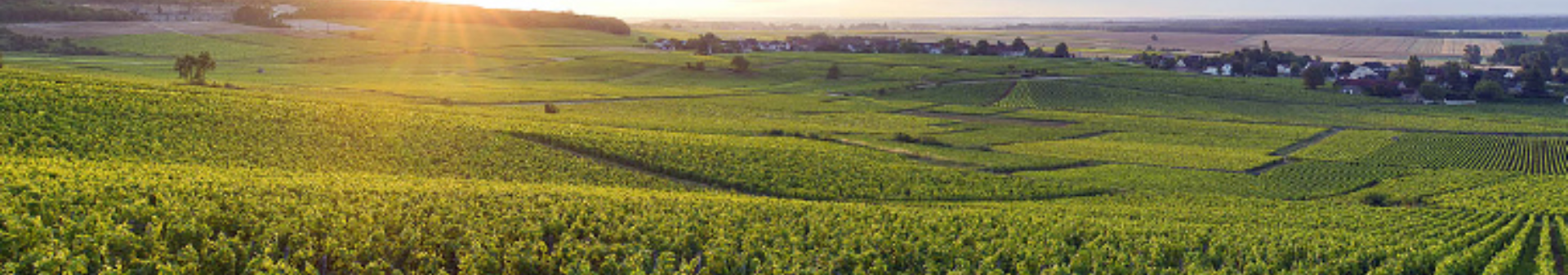 シャペル・シャンベルタン(Chapelle-Chambertin)アペラシオンのワイン