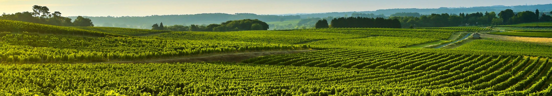 ボルドー地方のワイン(Région Bordeaux)、ボルドーワイン