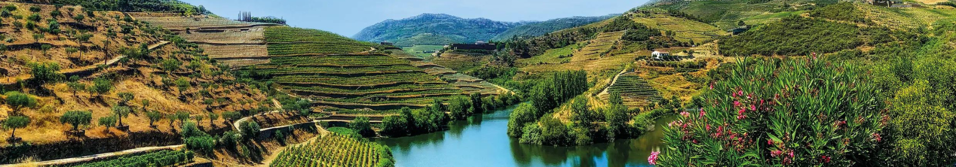 ポルト地方のワイン(Région Porto)、ポルトワイン