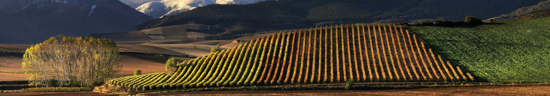 Vin Région Rioja, vin de Rioja