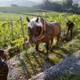 La biodynamie