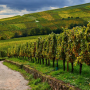 Grand Cru d'Alsace